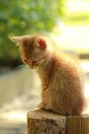 可爱的猫