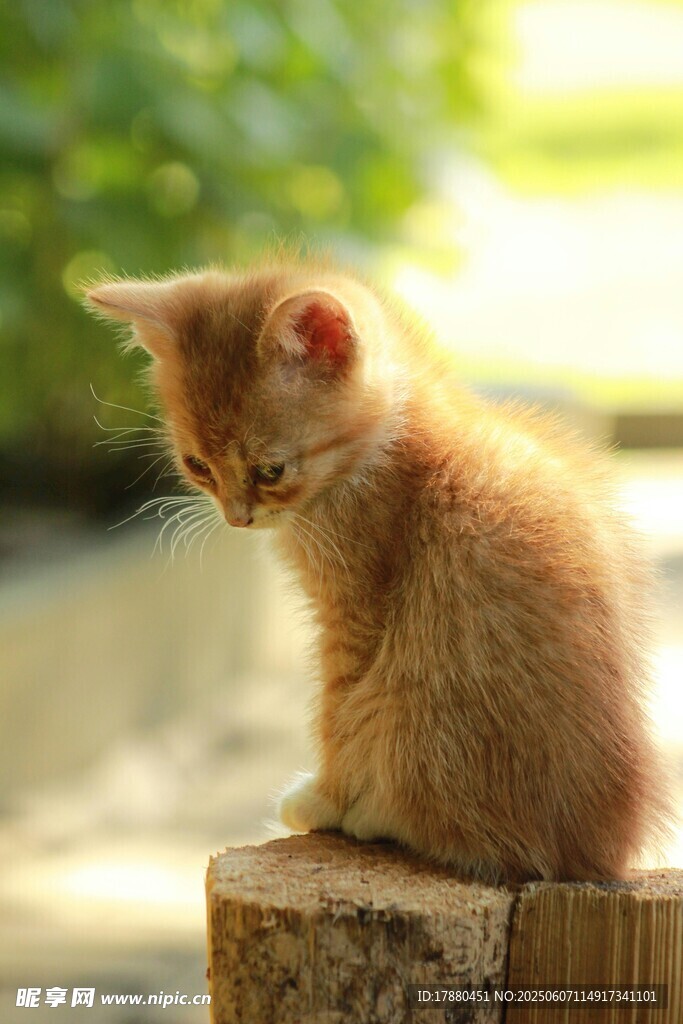 可爱的猫
