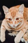 可爱的猫