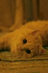可爱的猫