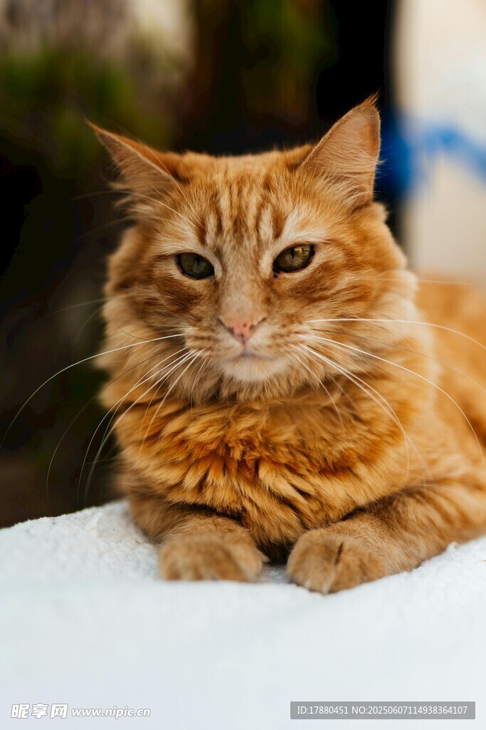 可爱的猫