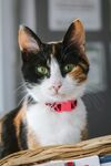 可爱的猫