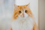 可爱的猫