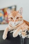 可爱的猫