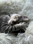 可爱的猫