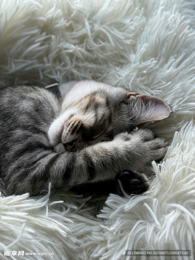 可爱的猫