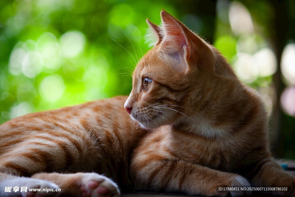 可爱的猫