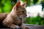 可爱的猫