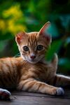 可爱的猫