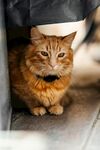 可爱的猫