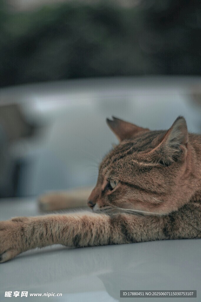 可爱的猫