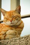 可爱的猫
