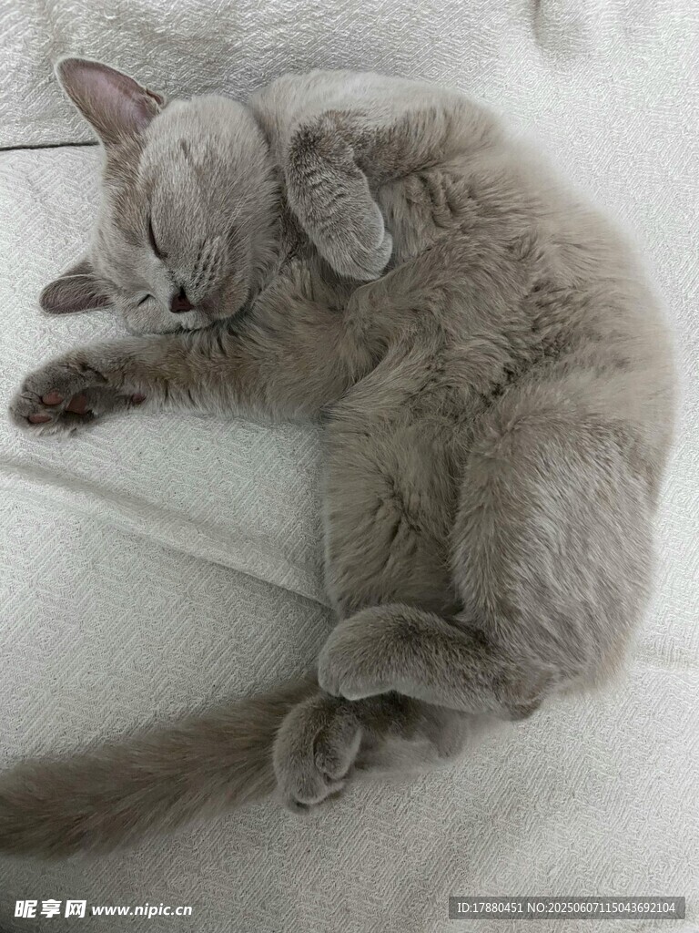 可爱的猫