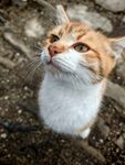 可爱的猫