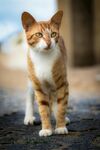 可爱的猫