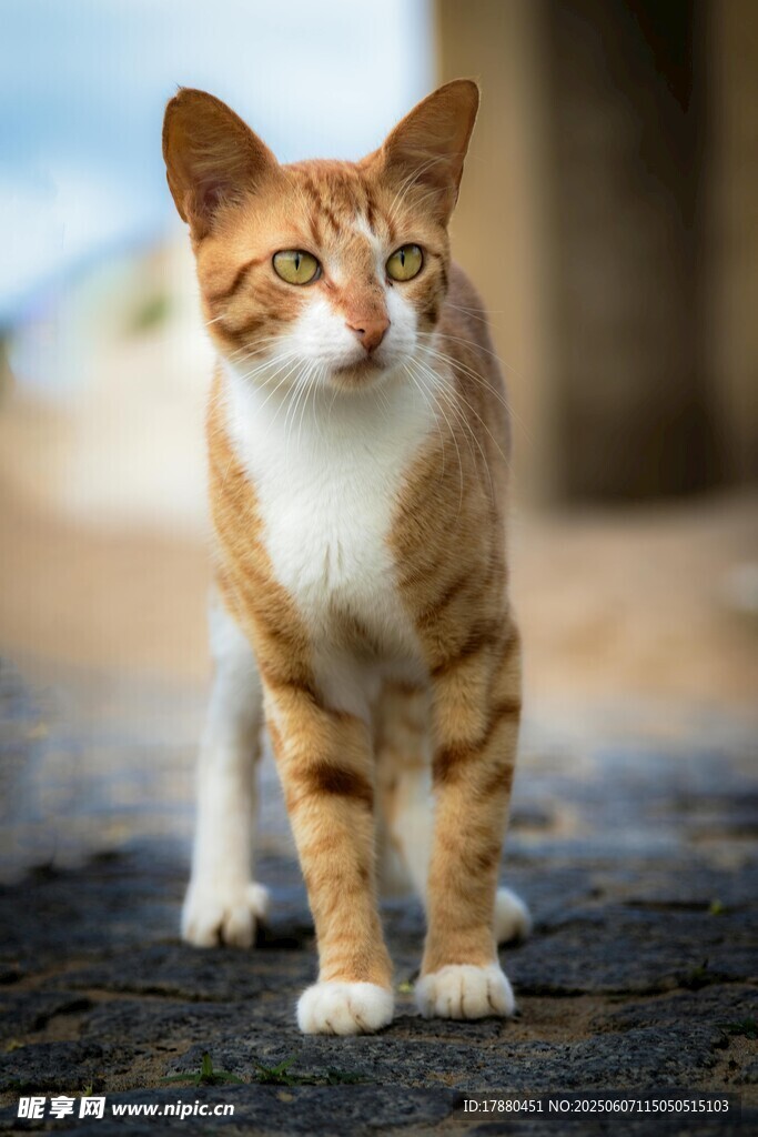 可爱的猫