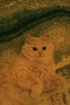 可爱的猫