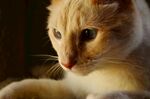 可爱的猫