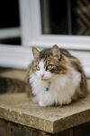 可爱的猫