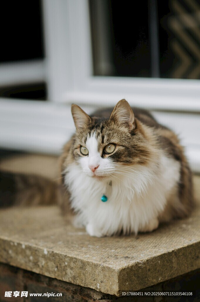 可爱的猫