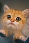 可爱的猫