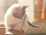 可爱的猫