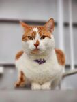 可爱的猫