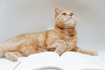 可爱的猫