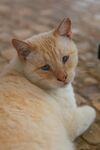 可爱的猫