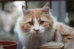 可爱的猫