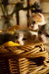 可爱的猫
