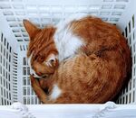可爱的猫