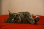 可爱的猫