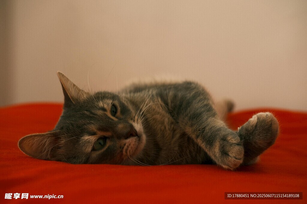 可爱的猫