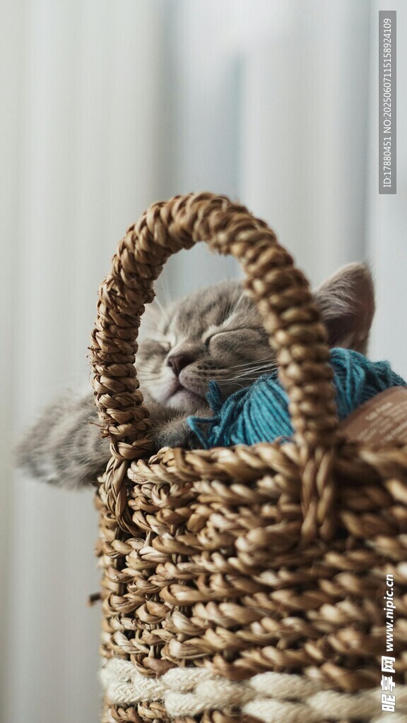 可爱的猫