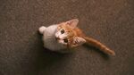 可爱的猫