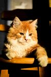 可爱的猫