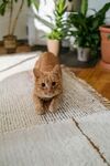 可爱的猫