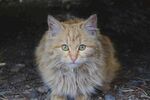 可爱的猫
