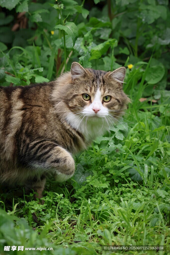 可爱的猫