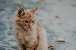 可爱的猫