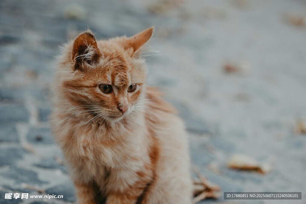 可爱的猫