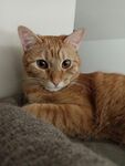 可爱的猫