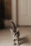 可爱的猫