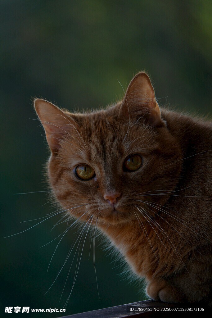 可爱的猫