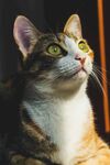 可爱的猫
