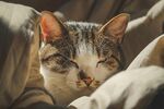 可爱的猫