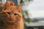 可爱的猫