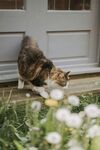 可爱的猫