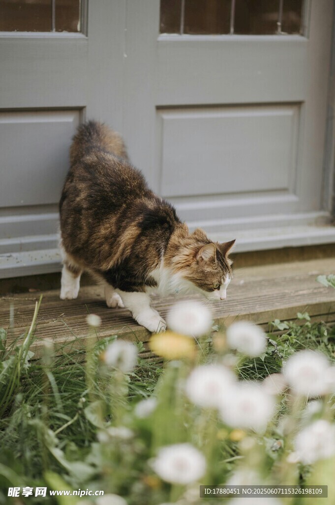 可爱的猫